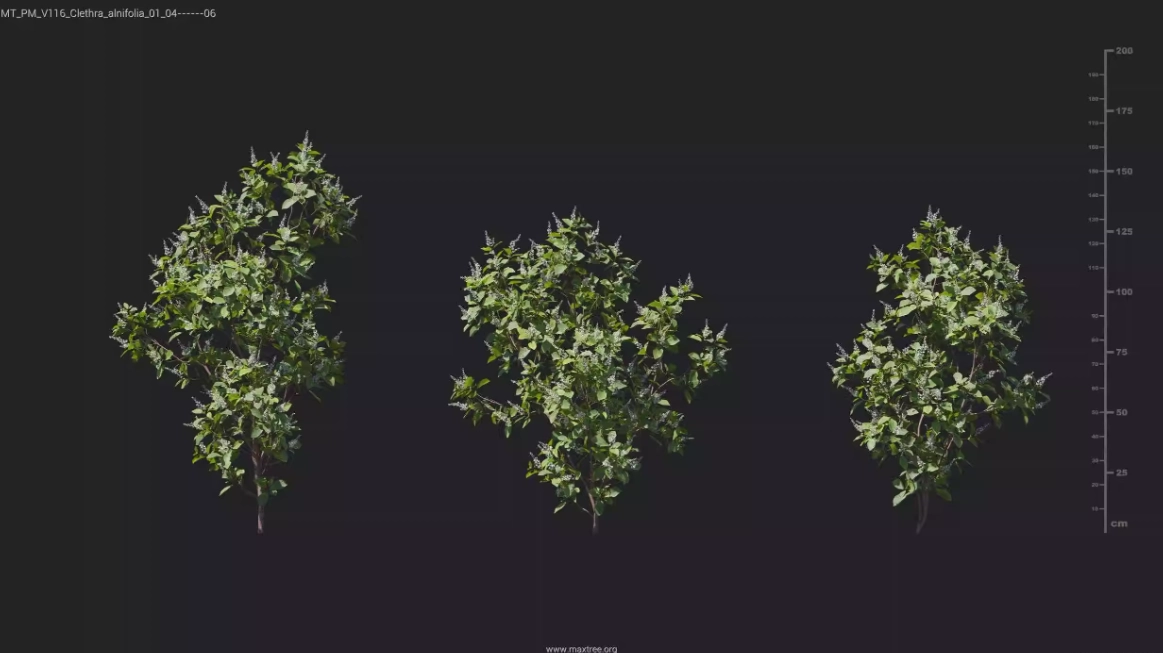 3D模型-花草植物树木模型 Maxtree – Plant Models Vol 116 (MAX/FBX格式)3D模型、素材